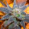 семена конопли в России Auto Purple feminised семена конопли в России Auto Purple feminised