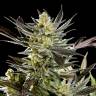 доставка семян конопли Fruity Jack feminised доставка семян конопли Fruity Jack feminised