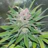 Havok feminised GanjaVIP Seeds Havok feminised GanjaVIP Seeds