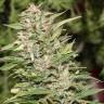 Jorge`s Diamonds #1 feminised Dutch Passion Seeds Jorge`s Diamonds #1 feminised Dutch Passion Seeds