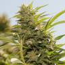 Jorge`s Diamonds #1 feminised Dutch Passion Seeds Jorge`s Diamonds #1 feminised Dutch Passion Seeds