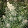 заказать семена в России купить Auto Sour Diesel feminised заказать семена в России купить Auto Sour Diesel feminised