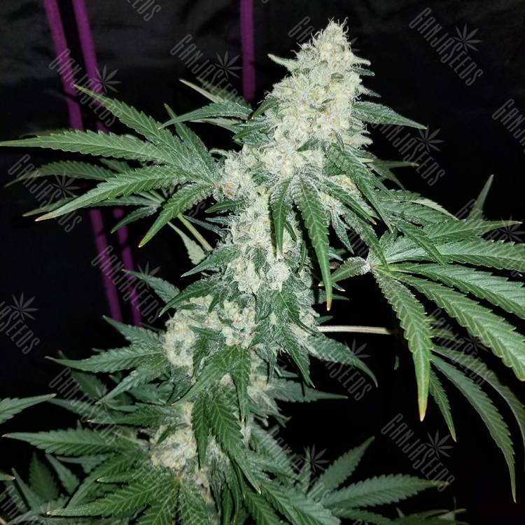 где можно заказать семена конопли Hash Plant regular Ganja Seeds где можно заказать семена конопли Hash Plant regular Ganja Seeds