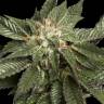 заказ семян конопли Москва LA Confidential regular DNA Genetics заказ семян конопли Москва LA Confidential regular DNA Genetics