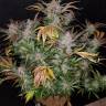 семена конопли для посадки купить Auto Cream Cookies feminised Fast Buds