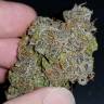 семена конопли курьером Auto Cream Cookies feminised Fast Buds