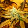 заказ семян конопли Pineapple Skunk feminised Humboldt Seeds заказ семян конопли Pineapple Skunk feminised Humboldt Seeds