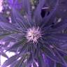 хорошие семена конопли Skunk XL feminised Royal Queen хорошие семена конопли Skunk XL feminised Royal Queen