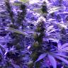 заказать качественные семена конопли Skunk XL feminised Royal Queen заказать качественные семена конопли Skunk XL feminised Royal Queen
