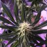 конопля семена сорта заказать Skunk XL feminised Royal Queen конопля семена сорта заказать Skunk XL feminised Royal Queen