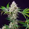 Недорогие семена конопли Auto Blow Mind feminised Ganja Seeds Недорогие семена конопли Auto Blow Mind feminised Ganja Seeds