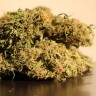 Семена марихуаны в России Auto Blow Mind feminised Ganja Seeds Семена марихуаны в России Auto Blow Mind feminised Ganja Seeds