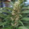 Где купить семена марихуаны S.A.D. (Sweet Afgani Delicious) feminised Ganja Seeds Fast Version Где купить семена марихуаны S.A.D. (Sweet Afgani Delicious) feminised Ganja Seeds Fast Version