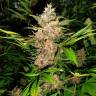 заказать качественные семена конопли Auto Red Poison feminised заказать качественные семена конопли Auto Red Poison feminised