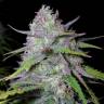 семена конопли наложенным платежом Arjan's Ultra Haze 1 feminised Green House Seeds семена конопли наложенным платежом Arjan's Ultra Haze 1 feminised Green House Seeds