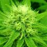 Lemon Zkittle feminised Dutch Passion Seeds Lemon Zkittle feminised Dutch Passion Seeds