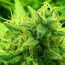 Lemon Zkittle feminised Dutch Passion Seeds Lemon Zkittle feminised Dutch Passion Seeds