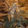 семена конопли G13 regular