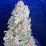 где заказать семена конопли G13 regular