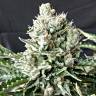 где можно заказать семена конопли G13 regular