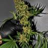 купить семена конопли G13 regular