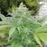 семена сортовой конопли G13 regular