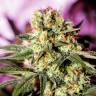 урожайные семена конопли G13 regular