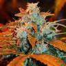 качественные семена конопли G13 regular