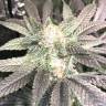 конопля семена сорта заказать Haze regular Ganja Seeds