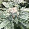 семена конопли курьером Haze regular Ganja Seeds