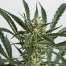 семена конопли f1 в оригинальной упаковке Auto Amnesia XXL feminised Dinafem Seeds семена конопли f1 в оригинальной упаковке Auto Amnesia XXL feminised Dinafem Seeds