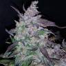 семена конопли для выращивания Auto Fastberry feminised Fast Buds семена конопли для выращивания Auto Fastberry feminised Fast Buds