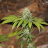 где можно заказать семена конопли Purple Trainwreck feminised Humboldt Seeds где можно заказать семена конопли Purple Trainwreck feminised Humboldt Seeds