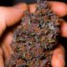семена каннабиса Auto Dark Devil feminised Sweet Seeds семена каннабиса Auto Dark Devil feminised Sweet Seeds