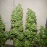 Tangerine Dream feminised Ganja Seeds купить семена каннабиса в интернет магазине в России Tangerine Dream feminised Ganja Seeds купить семена каннабиса в интернет магазине в России