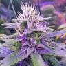 купить Tangerine Dream fem в России купить Tangerine Dream fem в России