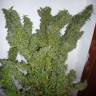 Tangerine Dream feminised Ganja Seeds Tangerine Dream feminised Ganja Seeds