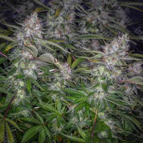Auto Tutankhamon regular Ganja Seeds