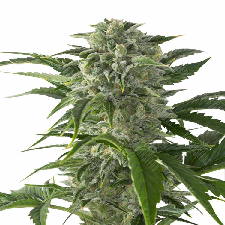 Juggernaut feminised GanjaVIP Seeds Juggernaut feminised GanjaVIP Seeds