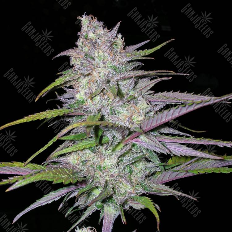 заказать на сайте семена конопли Arjan's Ultra Haze 2 feminised Green House Seeds заказать на сайте семена конопли Arjan's Ultra Haze 2 feminised Green House Seeds