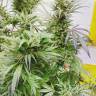 Master Kush feminised Dutch Passion Seeds Master Kush feminised Dutch Passion Seeds