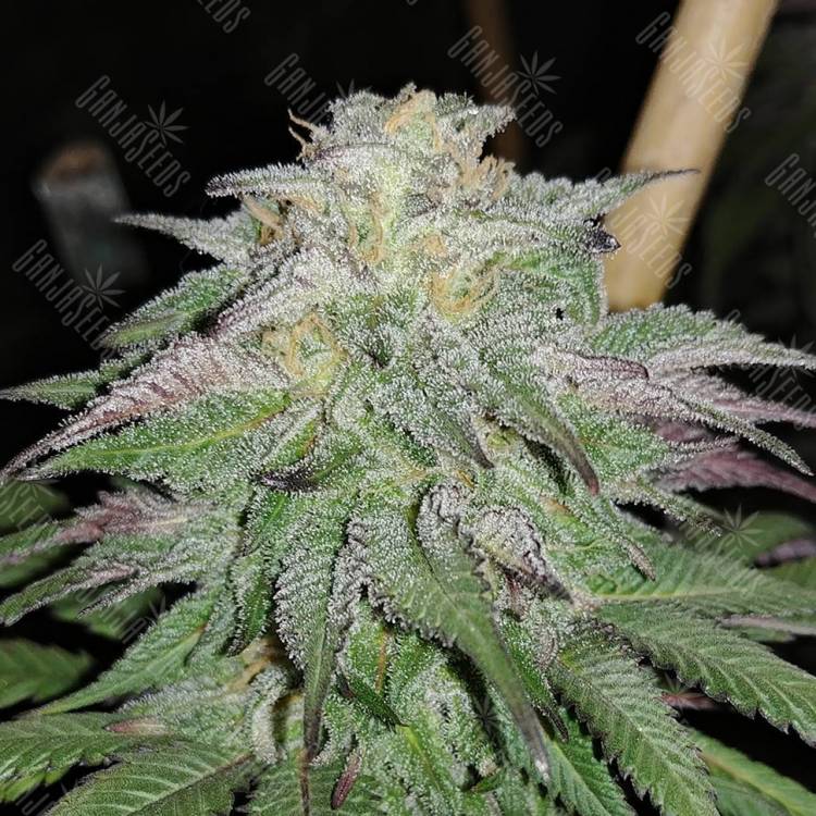 Master Kush feminised Dutch Passion Seeds Master Kush feminised Dutch Passion Seeds