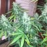 семена конопли автоцвет Auto Siberian Haze regular семена конопли автоцвет Auto Siberian Haze regular