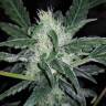 автоцветущие семена конопли Auto Siberian Haze regular автоцветущие семена конопли Auto Siberian Haze regular