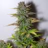 семена конопли скороспелый купить Auto G14 feminised Fast Buds семена конопли скороспелый купить Auto G14 feminised Fast Buds