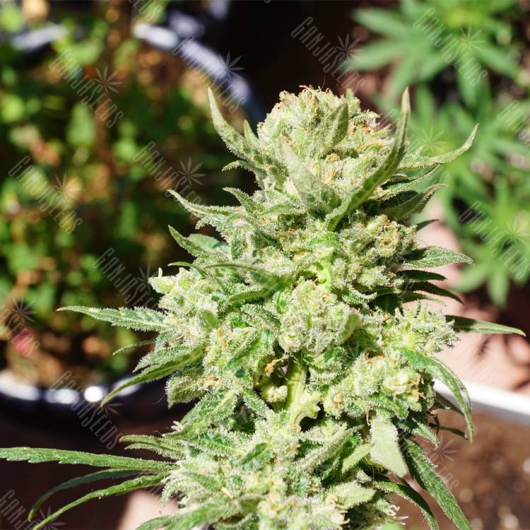семена конопли гидропоники Auto G14 feminised Fast Buds семена конопли гидропоники Auto G14 feminised Fast Buds