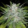 семена конопли с доставкой Auto G14 feminised Fast Buds семена конопли с доставкой Auto G14 feminised Fast Buds