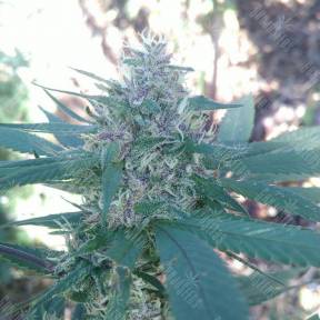 Raspberry Diesel feminised Humboldt Seeds