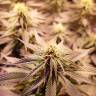 семена конопли Спб Sour Diesel feminised Royal Queen