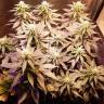 семена конопли Москва Sour Diesel feminised Royal Queen